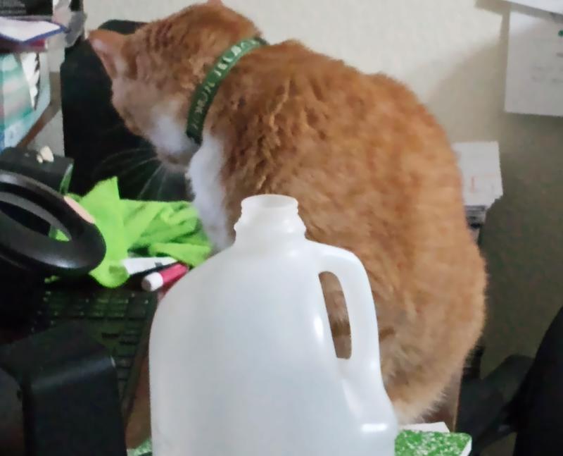 Causing havoc on the computer desk.