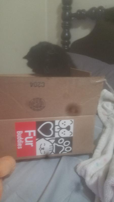 Millie enjoyed the box the Lil Shakes came in more than the food!!
