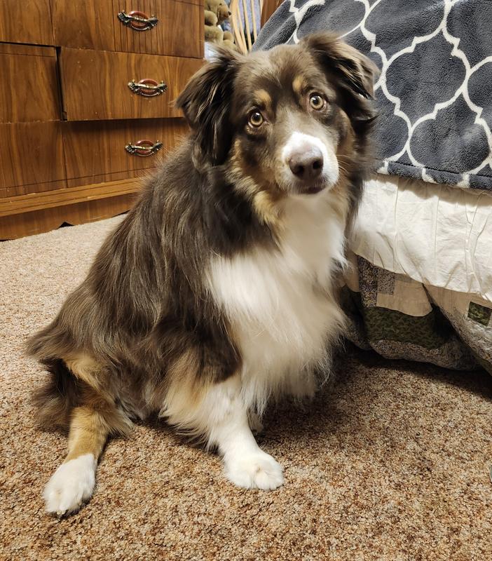 Gracie with smoother fur