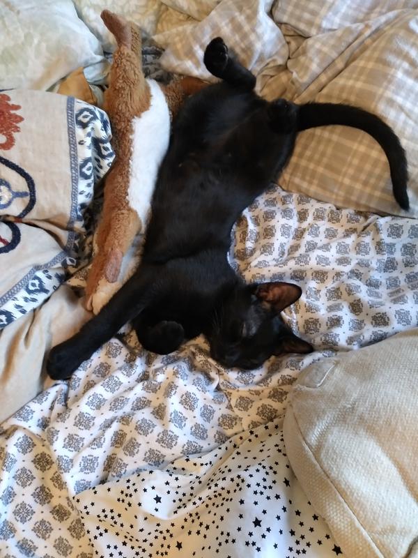 Salem MassaChooCat II when he was a baby cuddled up in bed with his toy weasel that he carried around with him for the first few months he came home from the Animal Care Center of NYC (ACC) a.k.a. the pound