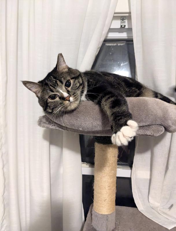 FRISCO 66-in Cat Tree with Bed, Condo, Lounge Basket & Top