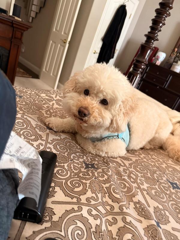 Content in his new home