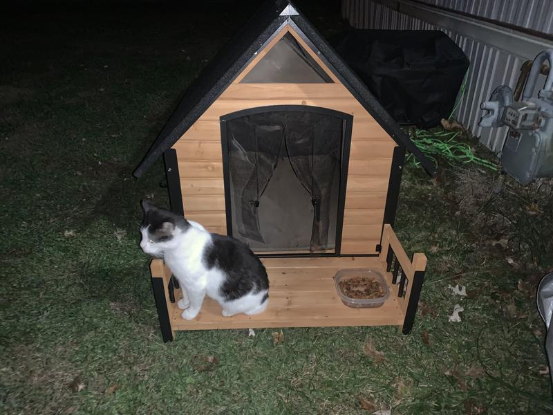 Ringo enjoying her little porch.