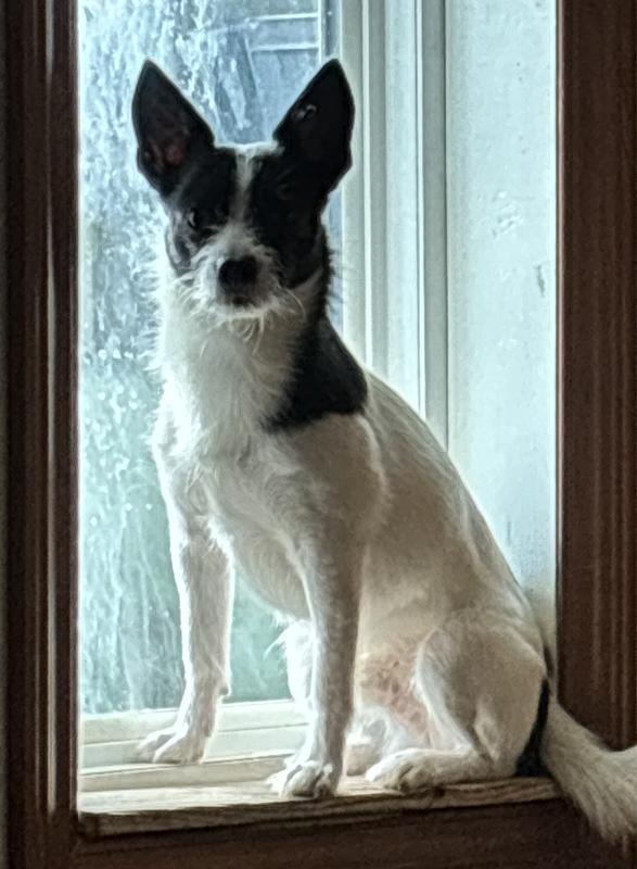 Just chilling in the window