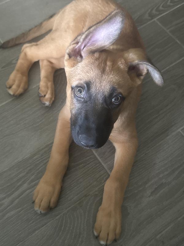This pup is my world. He was supposed to be for my husband but he took to me and our pit took to him.