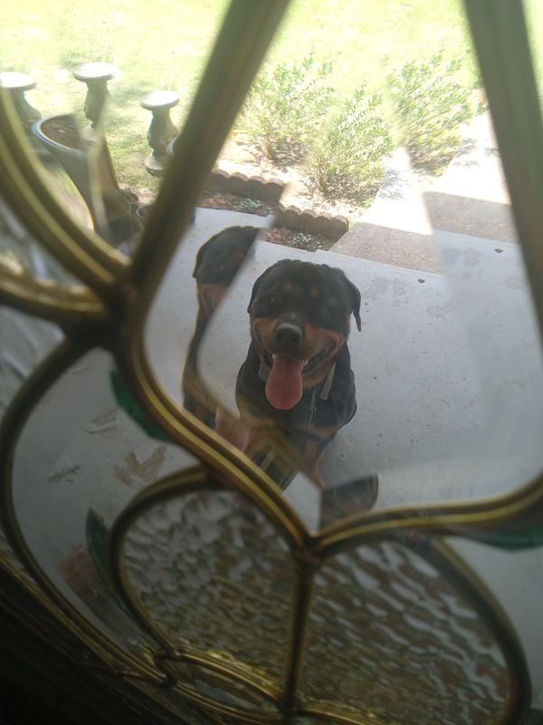 German rottweiler