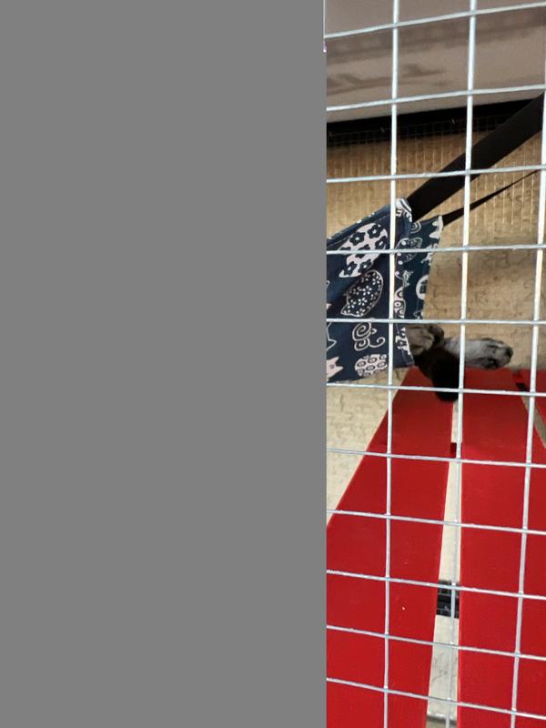 Babe chilling in her hammock.