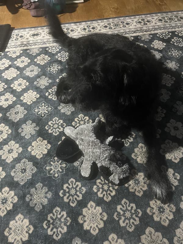 Guarding his new toy squirrel!