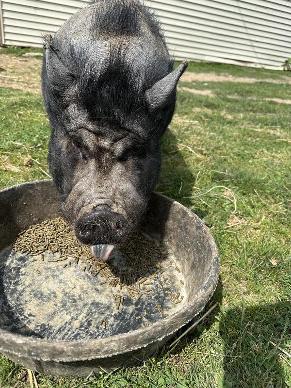 Mr. Pickles really enjoyed Sunglo Full Tank feed.