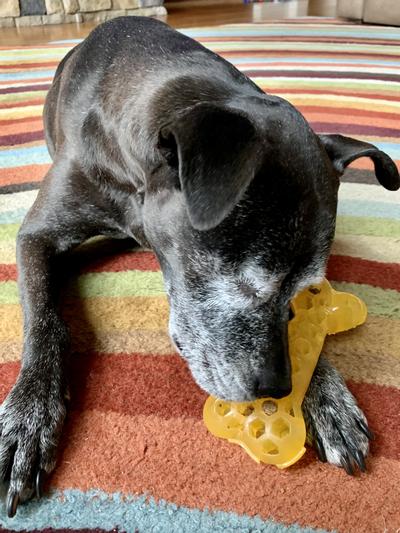 She loves to work for the tasty treats!