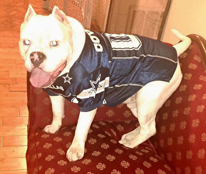 Dallas Cowboys Dog Jersey 