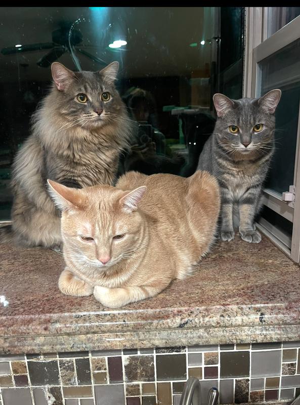 Dad and 2 sons at the back.