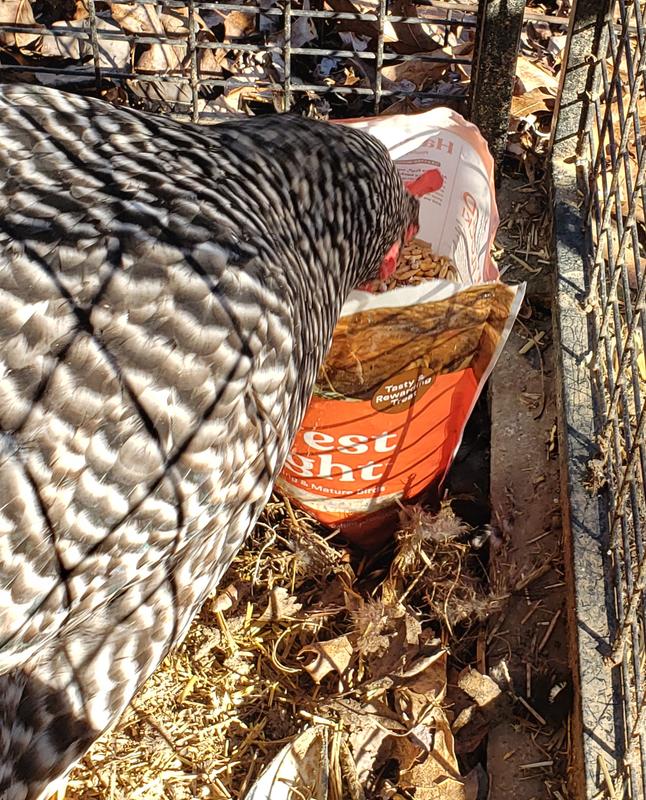 Oh Look! An innocent bag of treats all for me!