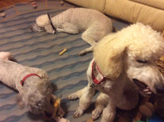 Poodles Everywhere