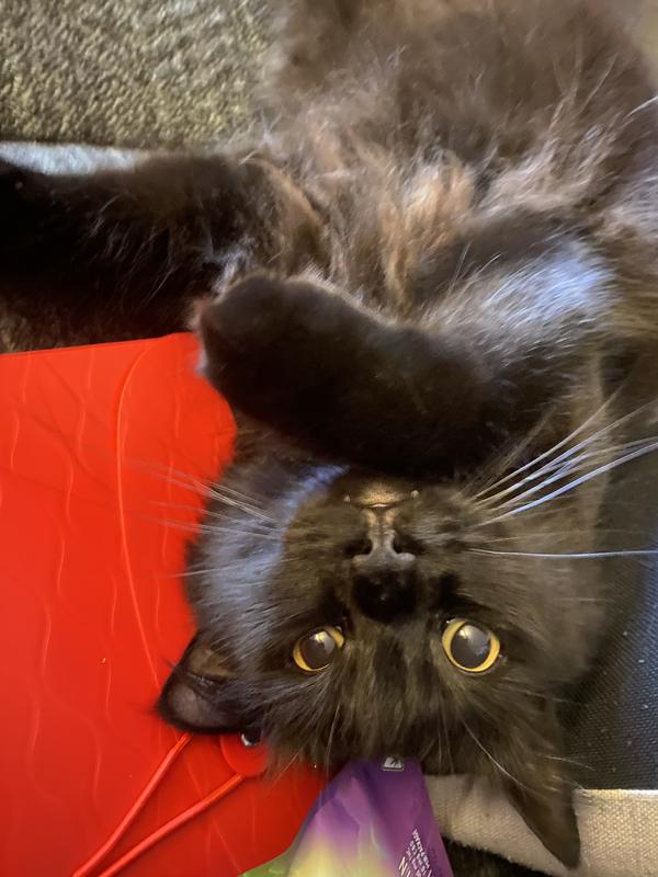 He will do just about anything for these treats!