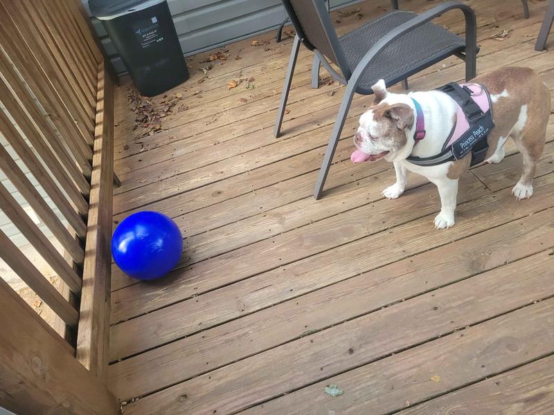 PUSH-N-PLAY, Hard Plastic Toy Ball, For Dogs and Horses