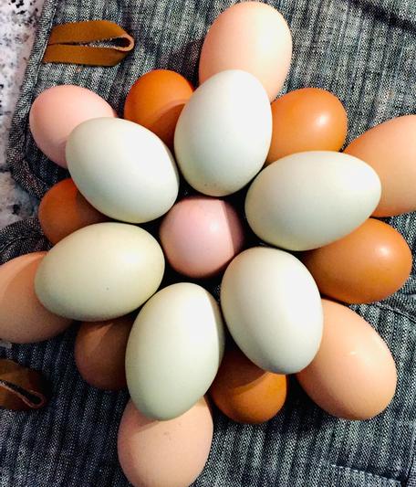 Our eggs look gorgeous!