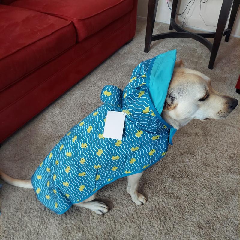 Chewy hotsell dog raincoat