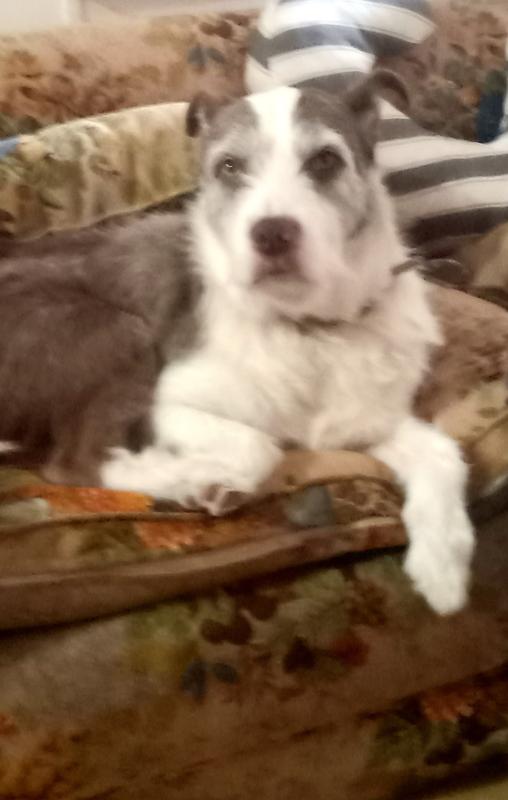 Rudy McGrudy approved