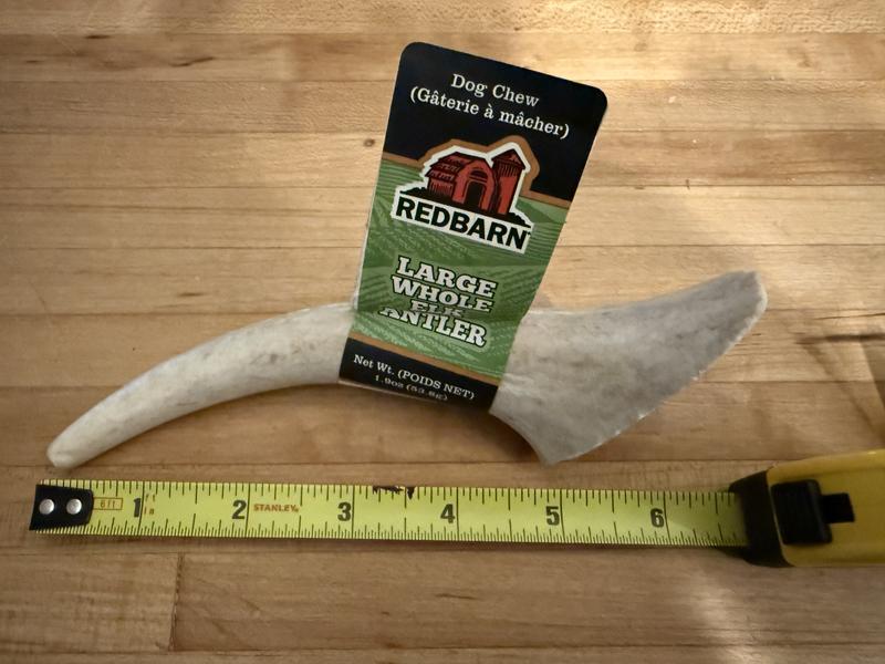 If this is large, then the elk it came from is the size of an Australian Shepherd.