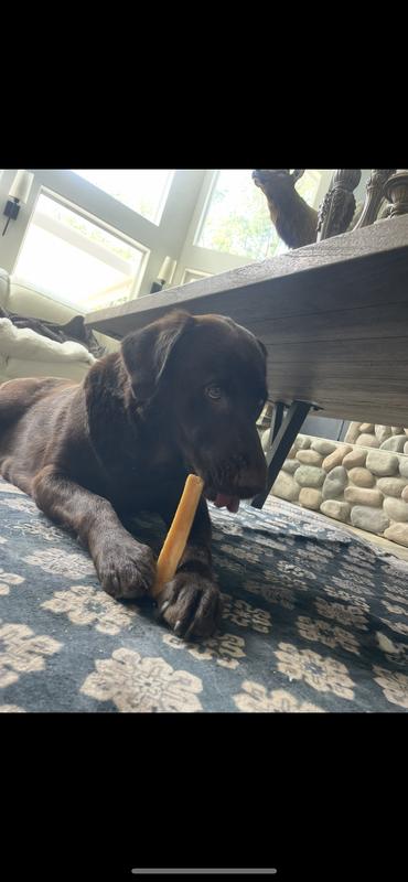 Dagmar the chocolate lab chowing down