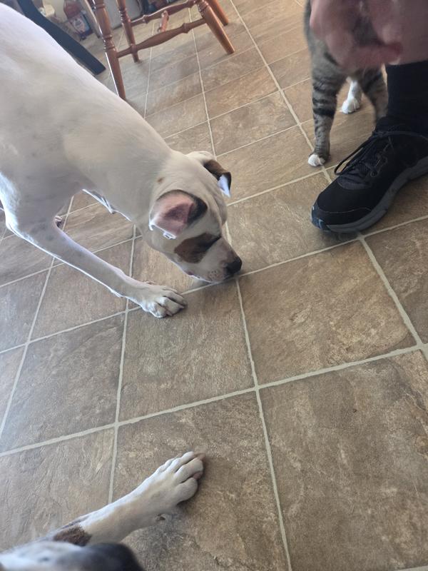 Luna enjoying her treat.