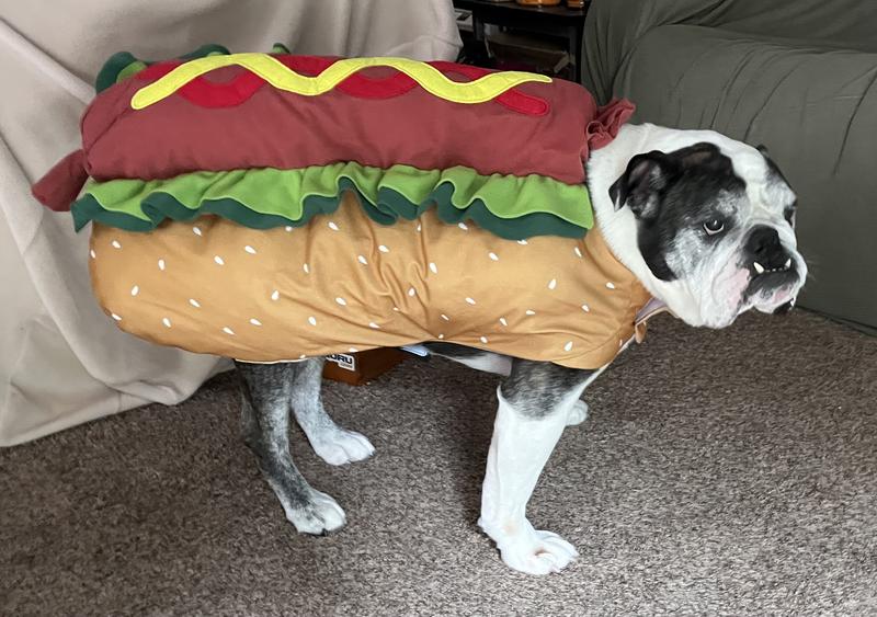 Chub the Bulldog!  Getting ready for Weiner Dog Races at the Knoxville Ice Bears game in February ‘26?