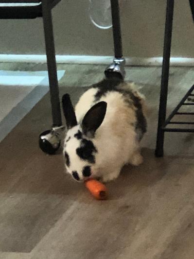 Panda enjoying a carrot treat.