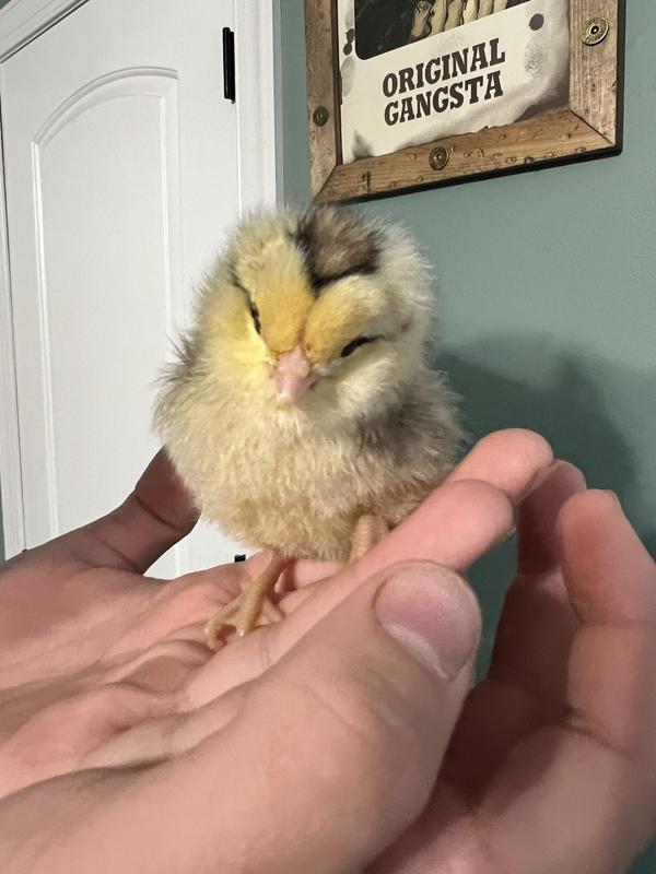 One healthy chick after Poultry Supplement