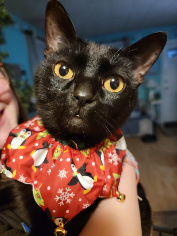 Discontinued FRISCO Festive Penguins Cat Ruffle Collar with