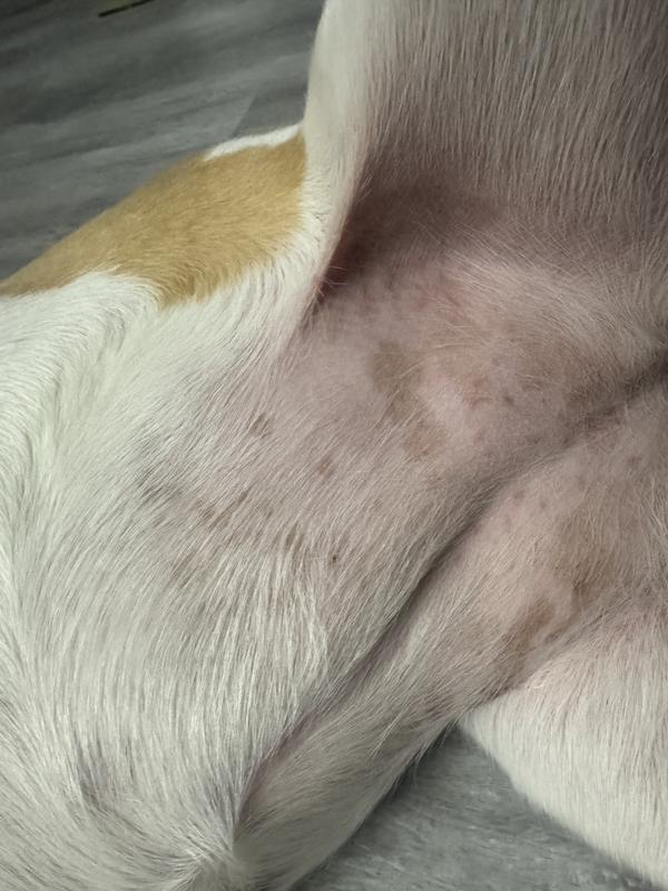 Was really hopeful but it’s a no for us :(