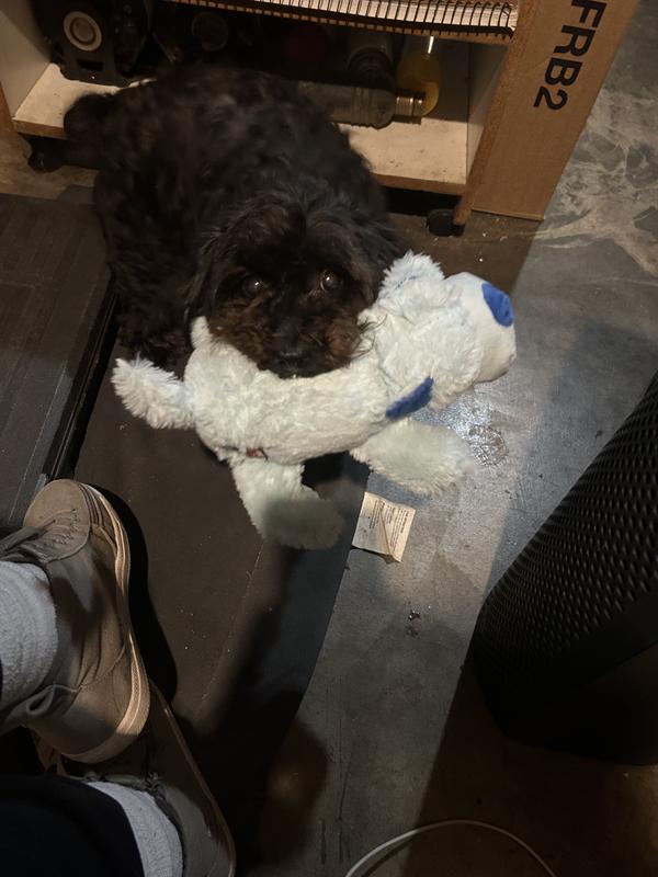 New toy fun.