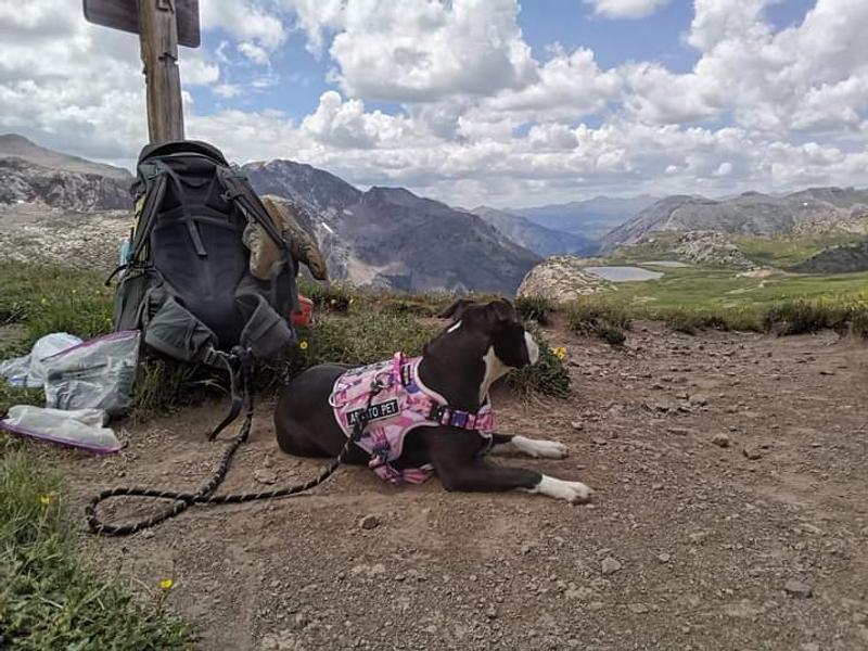 On top of the world. In her Boss dog tactical harness.