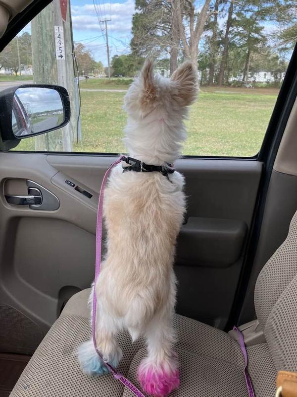 Chloe can't wait to get to the groomers