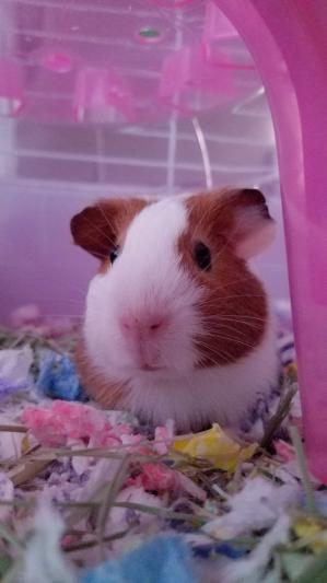 Piggie piggie