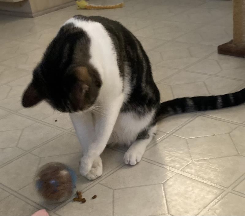 Catit Hagen Treat Ball Review [ ] - Furry Friends Gear