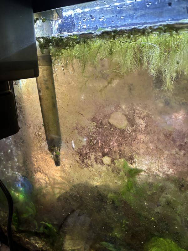 Before with the Fluval 70- It struggled with the plant debris.