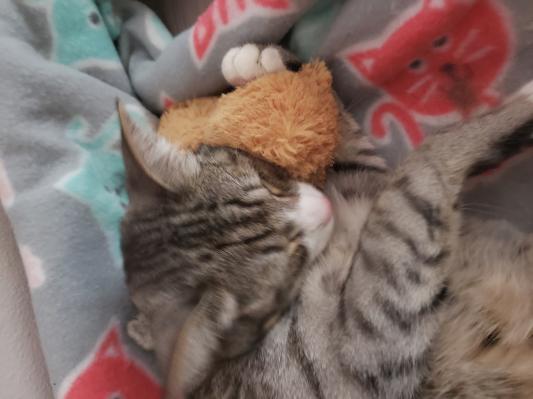 Georgie almost asleep with his toy bear Humphrey