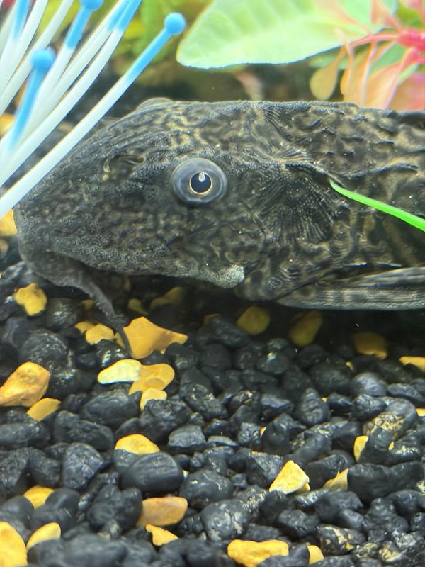 Discontinued - PYTHON Algae Mitt for Fish Aquarium - Chewy.com