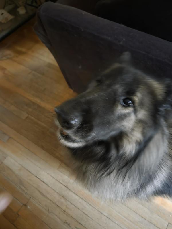 Patiently waiting for treat so they must taste good