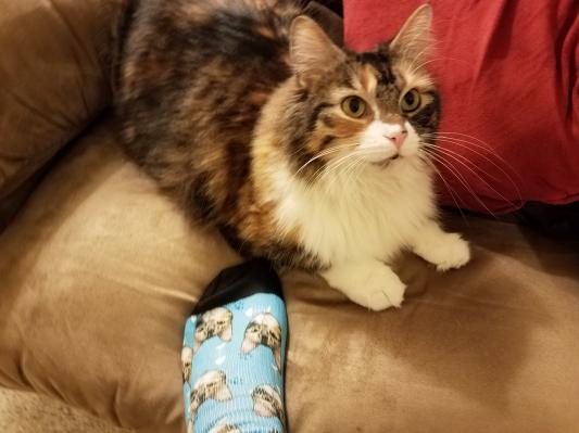 Else The Happy Alpha Cat with my matching socks of her photo