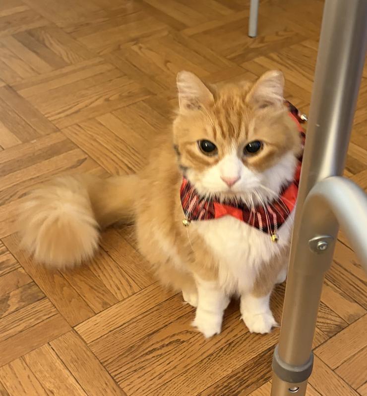 Charlie in his holiday finery