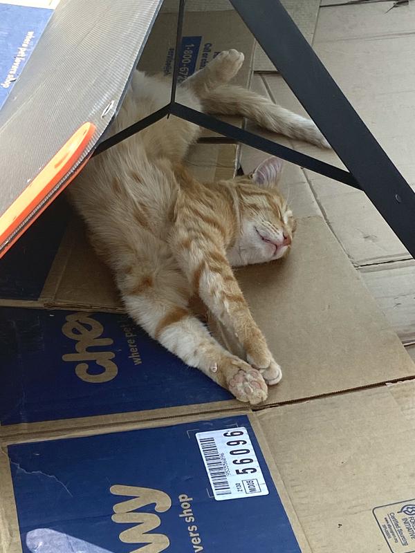 Napping under the solar panels