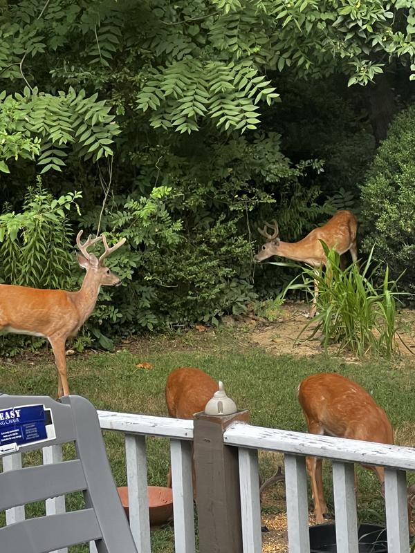 A little love goes along way