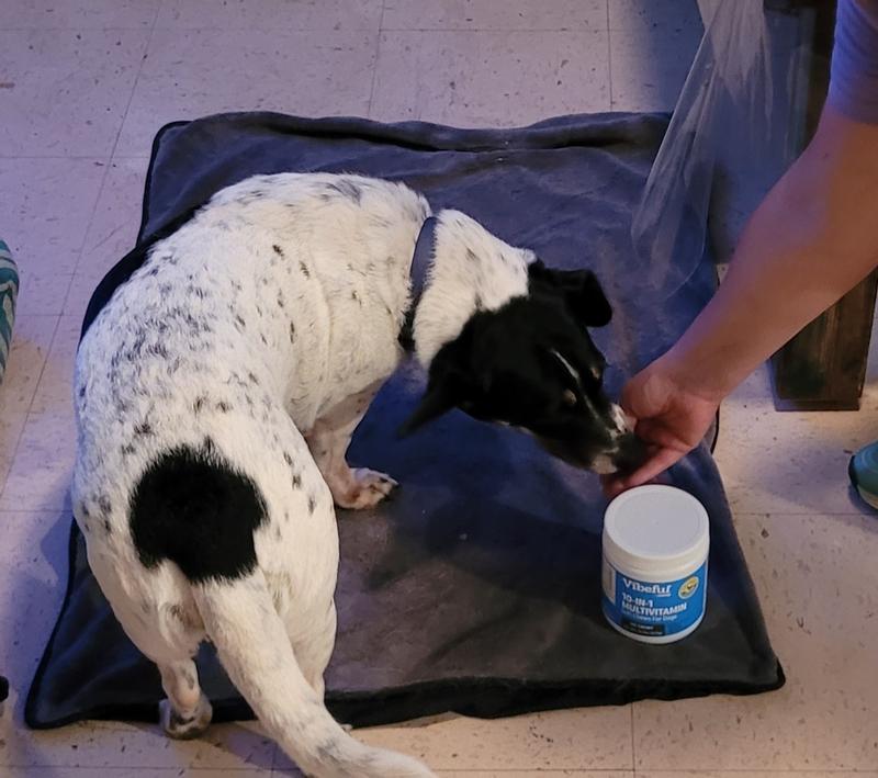 VIBEFUL 10in1 Multivitamin Bites Peanut Butter Flavored Soft Chews