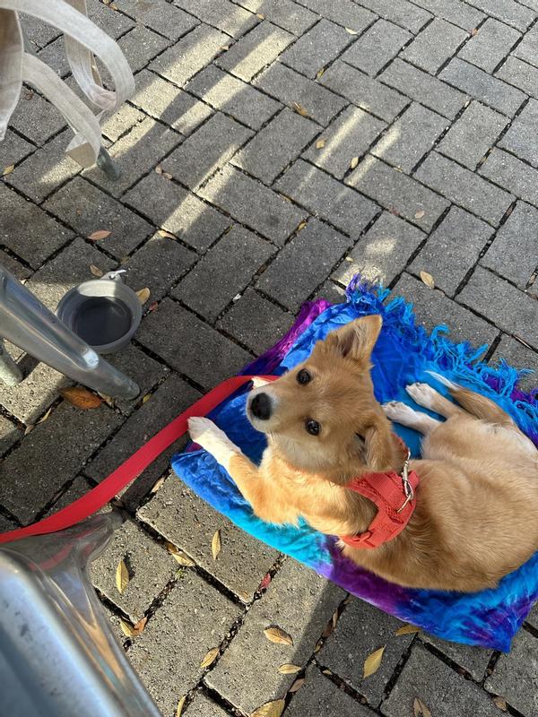 Runi wearing a size small Awoo harness