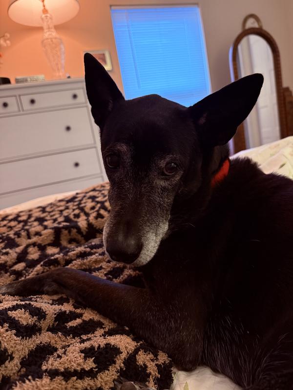Mobi waiting for good morning liver treats!