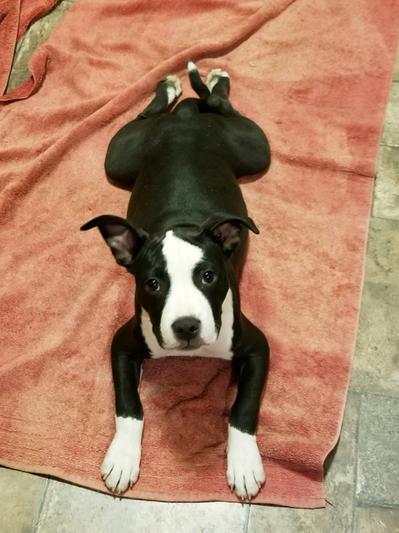 Belle. 6 month old pit bull. Best pup ever!