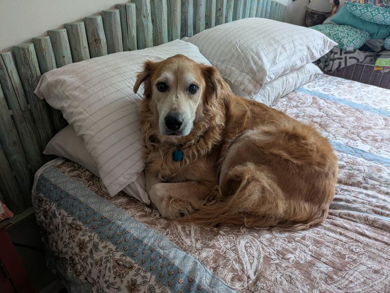 Sadie finding comfort curled up on my bed.