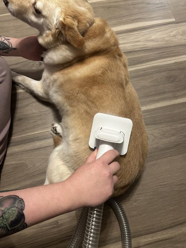 He was only a little scared of the sound. It isn’t super loud, but louder than he’d like.